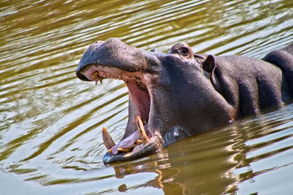 Hippopotamus Hippopotamus Amphibius Национальный Парк Крюгера Южная Африка Африка — стоковое фото