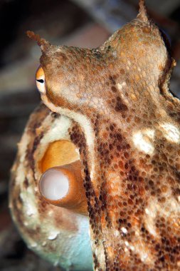 Ortak Octopus, Octopus vulgaris, Cabo Cope Puntas del Calnegre Doğal Park, Akdeniz, Murcia, İspanya, Avrupa