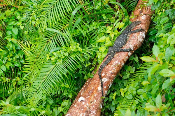 Moniteur Eau Varanus Salvator Forêt Pluviale Parc National Sinharaja Réserve — Photo