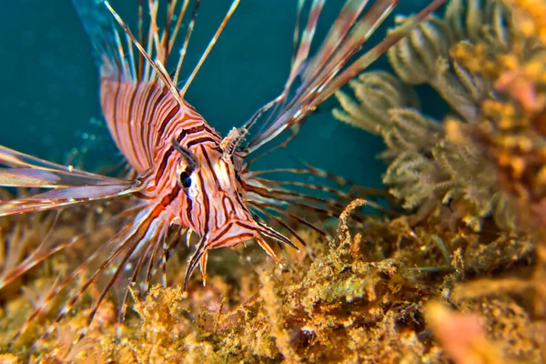 Red Lionfish Pterois Volitans Bunaken National Marine Park Bunaken North — 스톡 사진