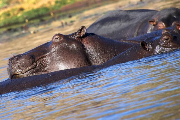 Hippopotamus Hippopotamus Amphibius Chobe River Chobe National Park Botswana Africa — Foto Stock