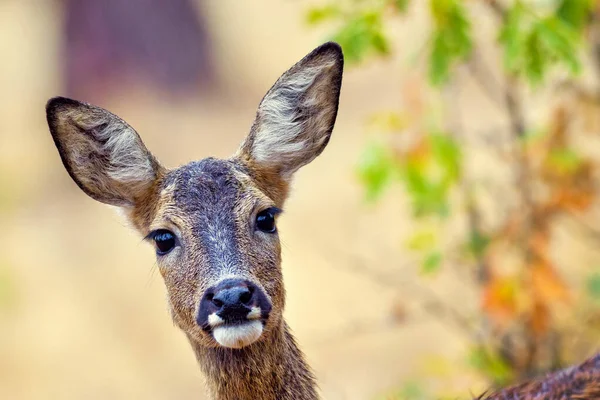 European Roe Deer Capreolus Capreolus Mediterranean Forest Castilla Leon Espanha — Fotografia de Stock