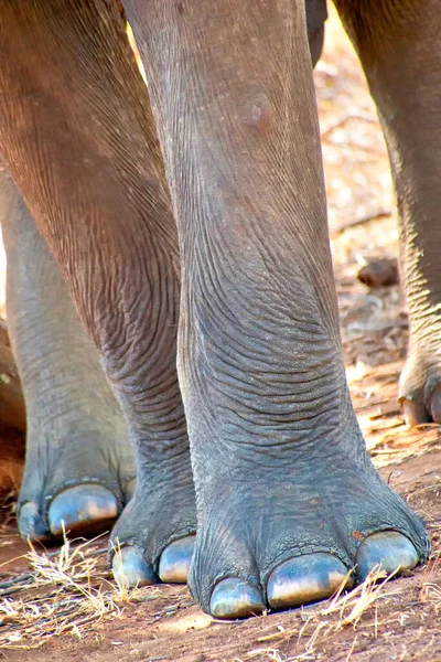 Sri Lankan Elephant Elephas Maximus Maximus Udawalawe National Park Sri — Stock Photo, Image