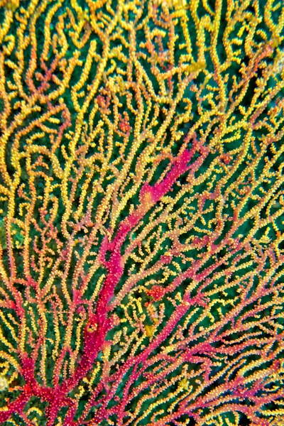Ventilador Mar Chicotes Mar Gorgoniano Recife Coral Lembeh Sulawesi Norte — Fotografia de Stock