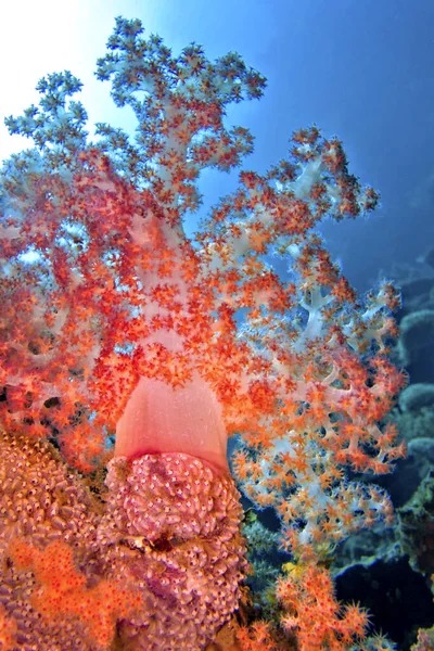 Multi Branched Trees Soft Coral Coral Reef Lembeh North Sulawesi — Stock Photo, Image