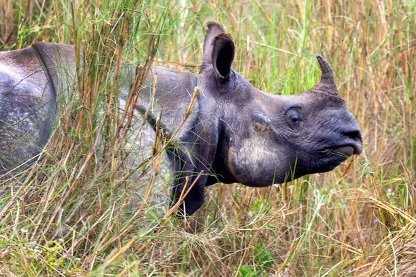 Greater One Horned Rhinoceros Indian Rhinoceros Asian Rhino Rhinoceros Unicornis — Stock Photo, Image