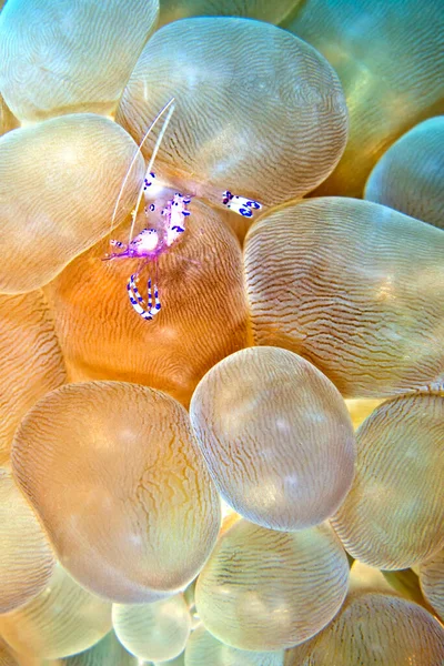 Sarasvati Annemone Shrimp Ancylomenes Sarasvati Periclimenes Sarasvati Bubble Coral Plerogyra — Stock fotografie