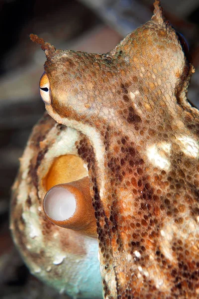 Common Octopus Octopus Vulgaris Cabo Cope Puntas Del Calnegre Natural — Stock fotografie