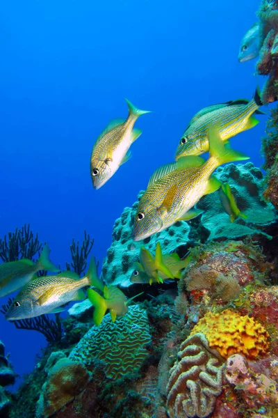 Gruñido Blanco Gruñido Común Haemulon Plumierii Arrecife Coral Mar Caribe — Foto de Stock
