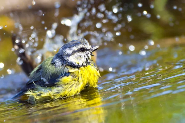 Blue Tit Parus Caeruleus Forest Pond Spanish Forest Castile Leon — Stockfoto