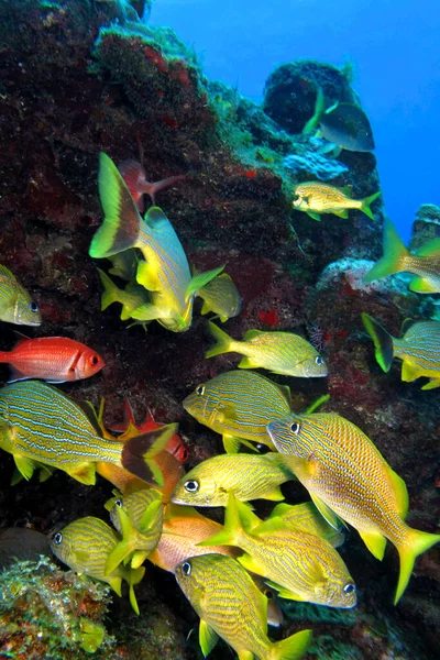 Gruñido Blanco Gruñido Común Haemulon Plumierii Arrecife Coral Mar Caribe — Foto de Stock