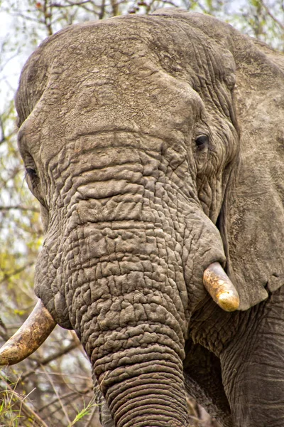 Elephant Loxodonta Africana Kruger National Park Afrique Sud Afrique — Photo