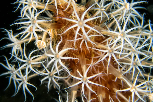 Sea Pen Com Pólipos Que Estendem Caule Central Lembeh North — Fotografia de Stock
