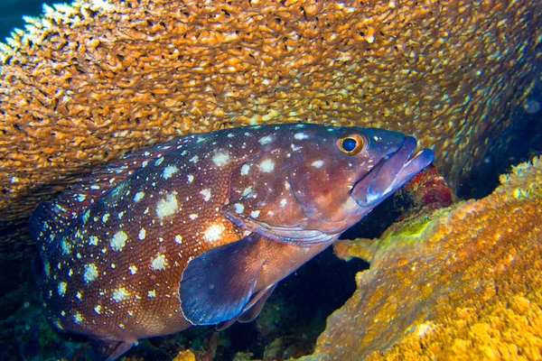 Small Spotted Rock Cod Epinephelus Caeruleopunctatus Coral Reef South Ari — Stock Photo, Image