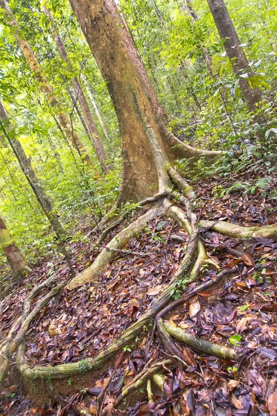 Старые Деревья Корни Sinharaja National Park Rain Forest Sinharaja Forest — стоковое фото