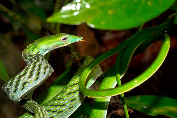 Serpente Vite Verde Serpente Montanaro Dal Naso Lungo Ahaetulla Nasuta — Foto Stock