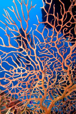 Gorgonian, Sea Fan, Sea Whips, Coral Reef, Karayip Denizi, Playa Giron, Küba, Amerika