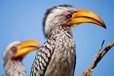 Kırmızı gagalı boynuz gagalı, Tockus flavirostris, Chobe Ulusal Parkı, Kasane, Botswana, Afrika