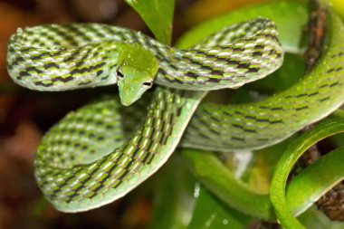 Green Vine Snake, Long-nosed Whip Snake, Ahaetulla nasuta, Sinharaja National Park Rain Forest, World Heritage Site, UNESCO, Bioreserve, Sri Lanka, Asi clipart
