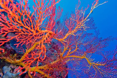 Sea Fan, Sea Whips, Gorgonian, Coral Reef, Bunaken National Marine Park, Bunaken, North Sulawesi, Endonezya, Asya