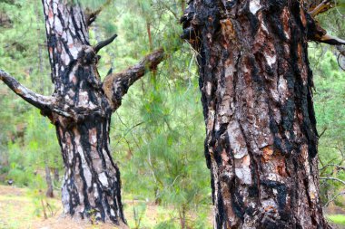 Kanarya Adaları Çamı, Pinnus kanaryası, Caldera de Taburiente Ulusal Parkı, Biyosfer Rezervi, ZEPA, LIC, La Palma, Kanarya Adaları, İspanya, Avrupa