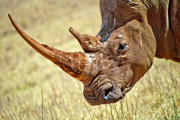 Rinoceronte Bianco Ceratotherium Simum Riserva Faunistica Sud Afica Africa — Foto Stock