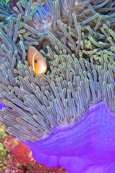 Blackfinned Anemonefish Amphiprion Nigripes Magnificent Sea Anemone Heteractis Grana Coral — 스톡 사진