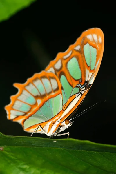 Borboleta Tropical Floresta Tropical Bacia Rio Napo Amazônia Equador América — Fotografia de Stock