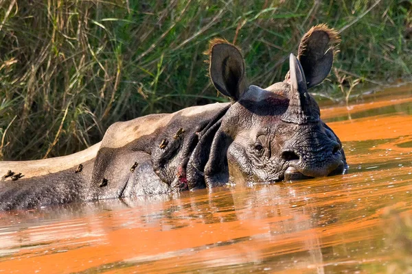 Rhinocéros Une Corne Rhinocéros Inde Rhinocéros Asie Rhinocéros Unicornes Zones — Photo