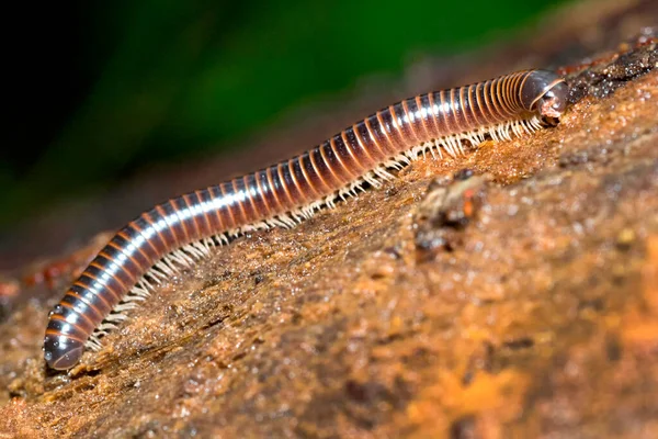 Millipede Diplopoda Tropical Rainforest Marino Ballena National Park Uvita Osa — Foto de Stock