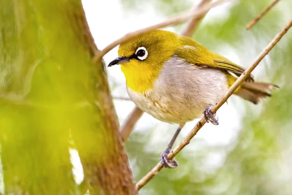 Oriental White Eye Zosterops Palpebrosus Riverine Forest Royal Bardia National — Fotografia de Stock