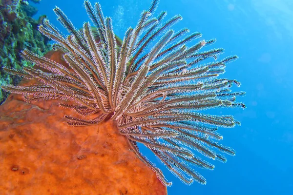 Tüy Yıldızı Crinoid Mercan Resifi Lembeh Kuzey Sulawesi Endonezya Asya — Stok fotoğraf