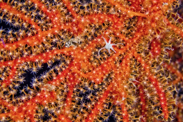 Sea Fan Sea Whips Gorgonian Coral Reef Lembeh Noord Sulawesi — Stockfoto