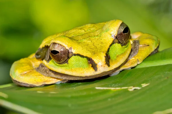 New Granada Cross Banded Tree Frog Smilisca Phaeota Tropical Rainforest — Stock Photo, Image