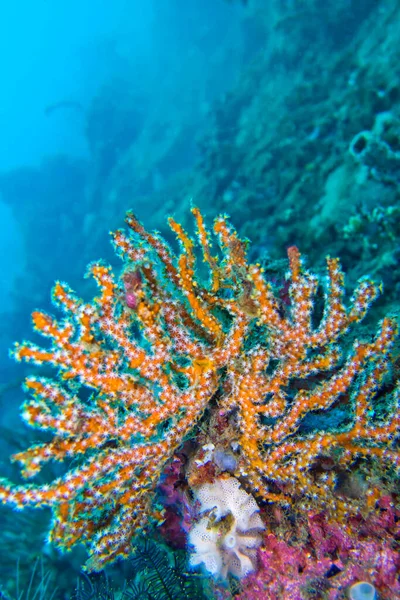 Sea Fan, Sea Whips, Gorgonian, Coral Reef, Lembeh, North Sulawesi, Indonesia, Asia