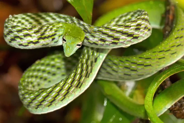 Yeşil Vine Yılan, Uzun Burunlu Kırbaç Yılanı, Ahaetulla Nasuta, Sinharaja Ulusal Parkı Yağmur Ormanı, Dünya Mirası Alanı, UNESCO, Bioreserve, Sri Lanka, Asi