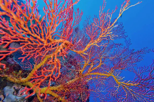 Ventilador Mar Chicotes Mar Gorgoniano Coral Reef Bunaken National Marine — Fotografia de Stock