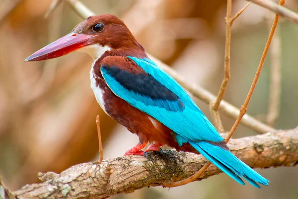 Beyaz Boğumlu Kingfisher, Halcyon İzmir, Wilpattu Ulusal Parkı, Sri Lanka, Asya