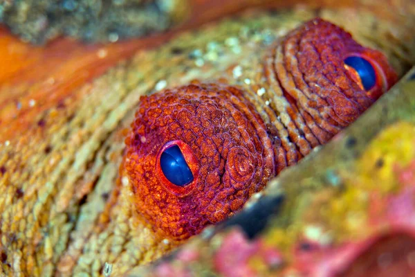 Polvo Comum Octopus Vulgaris Parque Natural Cabo Cope Puntas Del — Fotografia de Stock