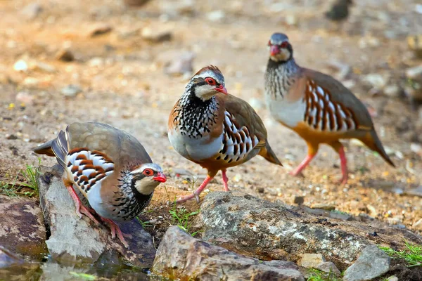 Red Legged Partridge Alectoris Rufa Monfrague National Park Zepa Biosphere — Stock Photo, Image