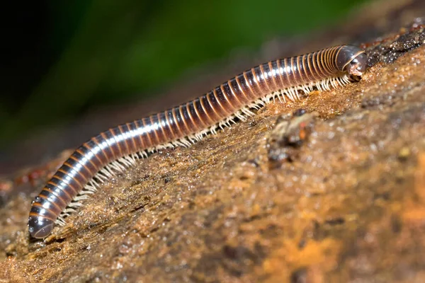 Millipede Diplopoda Tropical Rainforest Marino Ballena National Park Uvita Osa Royalty Free Stock Photos