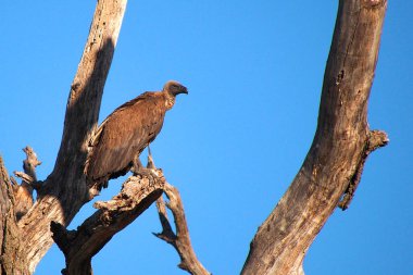 Beyaz sırtlı akbaba, Gyps africanus, Chobe Ulusal Parkı, Kasane, Botswana, Afrika