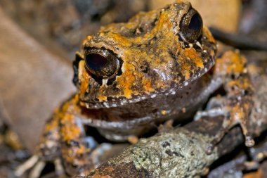 Tropikal Kurbağa, Tropikal Yağmur Ormanları, Corcovado Ulusal Parkı, Osa Koruma Alanı, Osa Yarımadası, Kosta Rika, Orta Amerika, Amerika