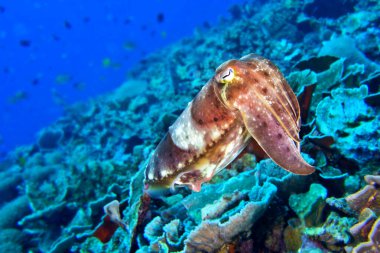 Mürekkep Balığı, Sepia Sp., Mercan Resifi, Lembeh, Kuzey Sulawesi, Endonezya, Asya