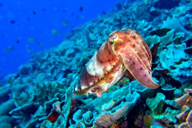 Cuttlefish, Sepia sp., Coral Reef, Lembeh, North Sulawesi, Indonesia, Asia clipart