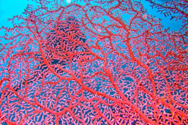 Sea Fan, Sea Whips, Gorgonian, Coral Reef, Lembeh, North Sulawesi, Endonezya, Asya