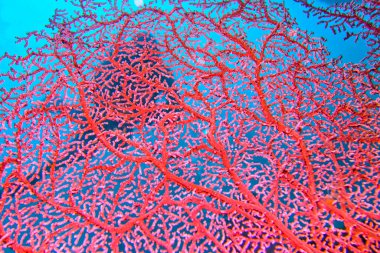 Sea Fan, Sea Whips, Gorgonian, Coral Reef, Lembeh, North Sulawesi, Indonesia, Asia clipart