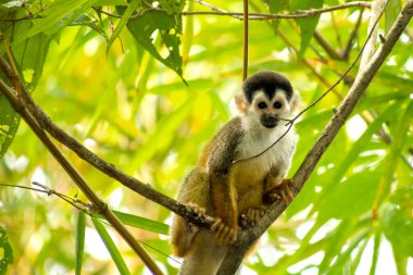 Central American Squirrel Monkey, Saimiri oerstedii, Tropical Rainforest, Corcovado National Park, Osa Conservation Area, Osa Peninsula, Costa Rica, Central America, America clipart
