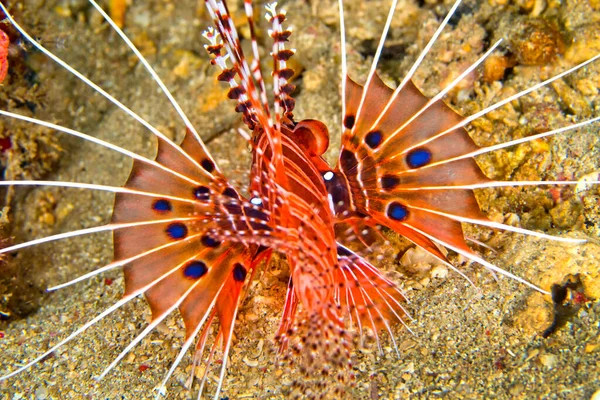 Spotfin Lionfish Pterois Antenata Lembeh North Sulawase Indonesia Asia — ストック写真