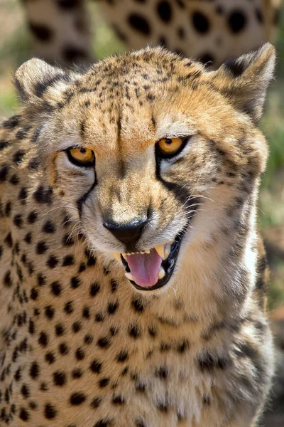 Cheetah Acinonyx Jubatus Wildlife Reserve Sudáfrica África — Foto de Stock